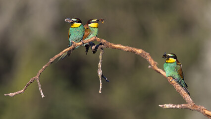 Bee-eater perched on a branch near their nests often with an insect in their beak