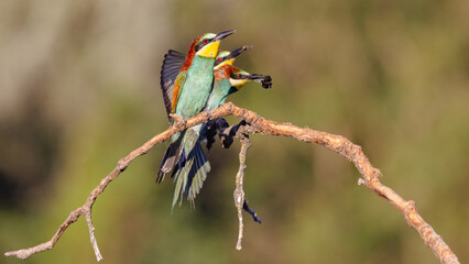 Bee-eater perched on a branch near their nests often with an insect in their beak