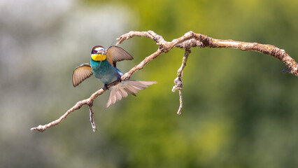 Bee-eater perched on a branch near their nests often with an insect in their beak