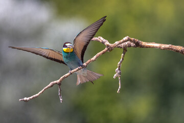Bee-eater perched on a branch near their nests often with an insect in their beak
