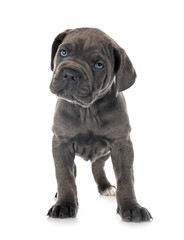 puppy cane corso