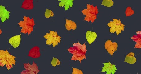 Animated pattern of rotating dry autumn leaves with congratulations on blackboard background, happy thanksgiving day background concept - Powered by Adobe