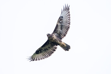 Common buzzard Buteo buteo spread wings in flight
