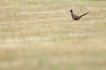 Pheasant bird on field