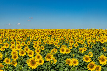 Sonnenblumen in Feld