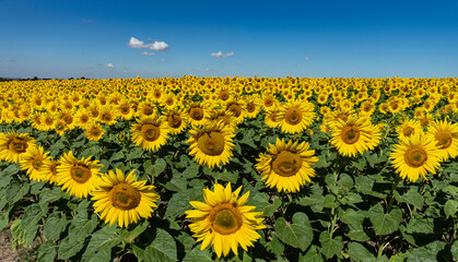 Fototapeta premium Sonnenblumen in Feld
