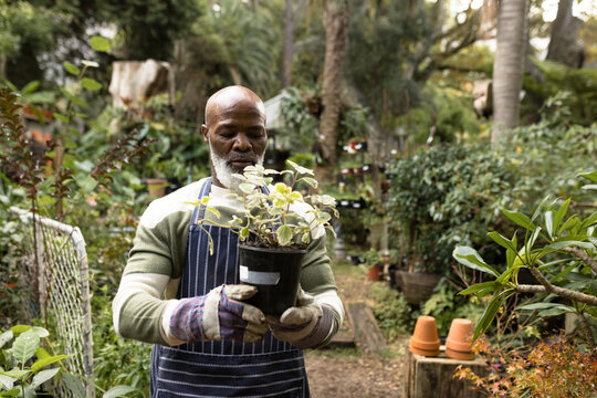 Senior african american man holding plant in his garden
