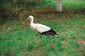 Fototapeta premium A white stork walks freely on a green lawn, a beautiful bird in its natural habitat.