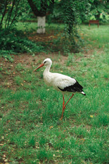 A white stork walks freely on a green lawn, a beautiful bird in its natural habitat.