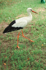 A white stork walks freely on a green lawn, a beautiful bird in its natural habitat.