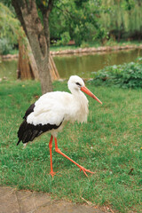 A white stork walks freely on a green lawn, a beautiful bird in its natural habitat.