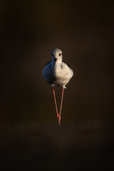 Black-winged stilt bird Himantopus himantopus closeup portrait in natural habitat