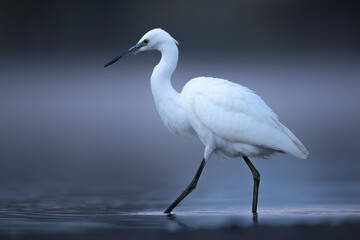 Great white egret Ardea alba closeup on lake in natural habitat