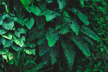 tropical forest ecology and natural greenery background, nature scene with plant leaf in green tone style, concept of relax and freedom lifestyle using for relaxation spa and freshness travel scenery