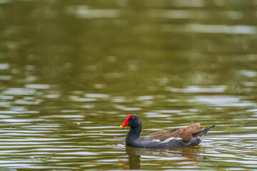 Common moorhen on the water