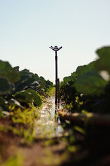 technological irrigation in Brazilian crops