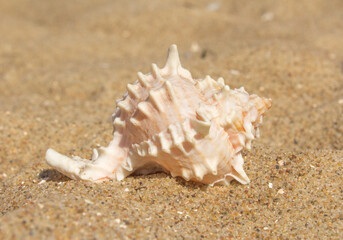 Fototapeta na wymiar a large white exotic shell lies on the sand