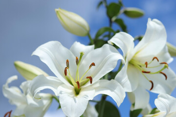 White Madonna Lily. White Lilium Longiflorum. Lilium Candidum flower on blue background. Easter Lily flowers greeting card with copy space. Valentines day. Mothers day. Liliaceae. 