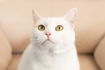 A purebred British cat. Portrait. Animal themes. Pets