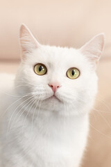 Fototapeta na wymiar A purebred British cat. Portrait. Animal themes. Pets