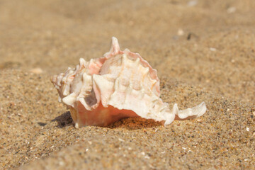 a large white exotic shell lies on the sand