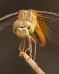 Close up of a Dragon fly
