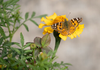 A painted lady butterfly sitting on a flower