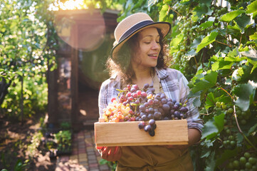 Beautiful sunbeams falling on the vineyards at dawn , while a delightful smiling and happy woman,...