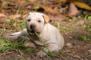 Cachorro de mi Mascota Luna