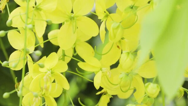 Golden shower hanging in their plant. National flower of Thailand. Ratchaphruek flower. Fresh feeling in a park and nature field. Slow motion.