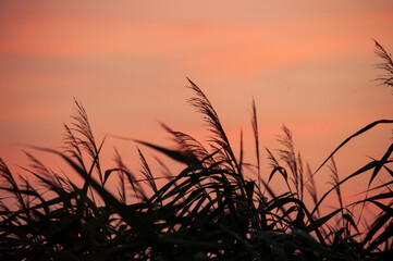 wheat field at sunset