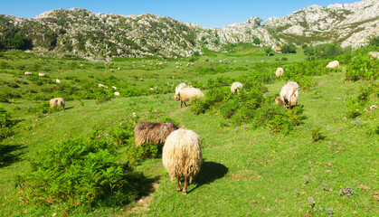 Obraz premium landscape views of national park peaks of europe