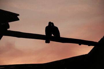 silhouette of a bird on a branch © Lili