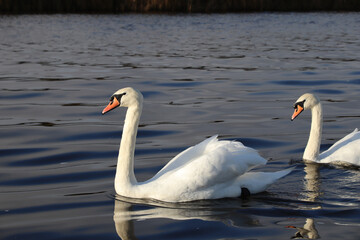 Swans swimming