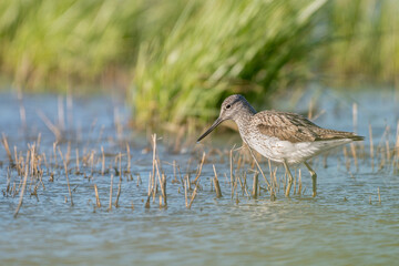 Greenshank Tringa nebularia in wetland reed beds