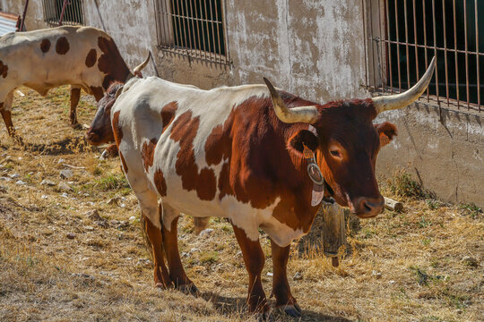 Cabestros al sol en un corral ,  en la monta&ntilde;a aragonesa.