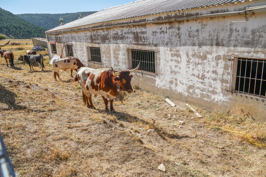 Cabestros al sol en un corral ,  en la monta&ntilde;a aragonesa.