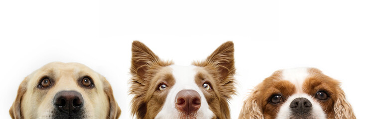Banner close-up hide three dogs looking at camera. Isolated on white background