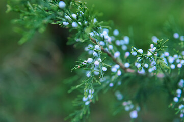 Selective focus on the blue fruits of a flowering juniper. Blossoming of coniferous trees. . Bunch of juniper berries on a green branch. Nature background