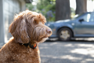 Side profile of dog sitting in front of the house looking at something curios. Cute female Labradoodle dog enjoying the shade and watching the neighborhood or birds. Selective focus.