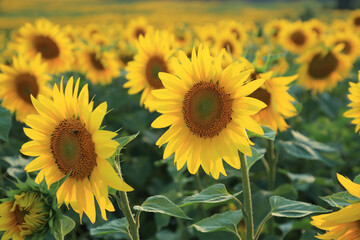 Yellow Sunflower close up. Agricultural field with sunflowers for background. Perfect wallpaper. Sunflower blooming. Sunflower natural background. Organic Farming. Gardening. 
Nature concept