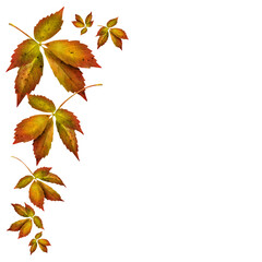 Buntes Herbstlaub und Hintergrund transparent