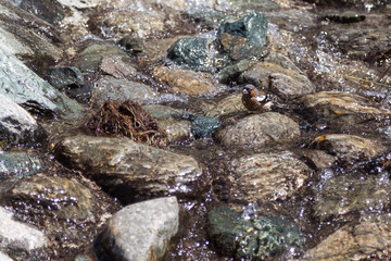 Pinson qui se baigne dans le torrent
