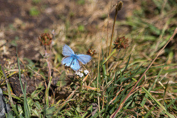 Papillon bleu