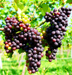ワイン用の赤い葡萄