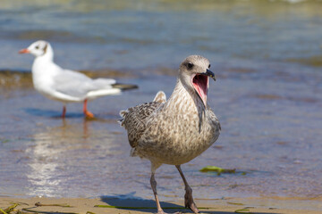 the gray seagull screams loudly in hunger