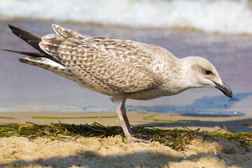 gray hungry seagull is looking for food on the beach by the sea