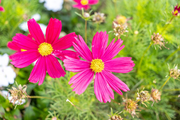 Obraz premium pink flowers in nature in a garden in Austria