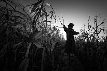 Scary scarecrow in a hat and coat on a evening autumn cornfield. Spooky Halloween holiday concept....