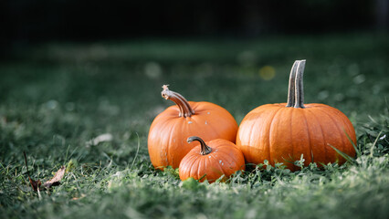 Pumpkins in garden grass. Halloween and thanksgiving holiday and autumn harvest background